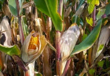 Economía aumenta el cupo para exportar maíz